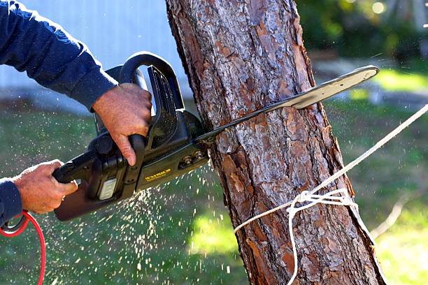 Tree and Shrub Care in Paramount, CA