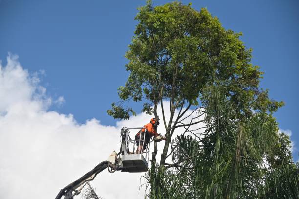 Best Storm Damage Tree Cleanup  in Paramount, CA