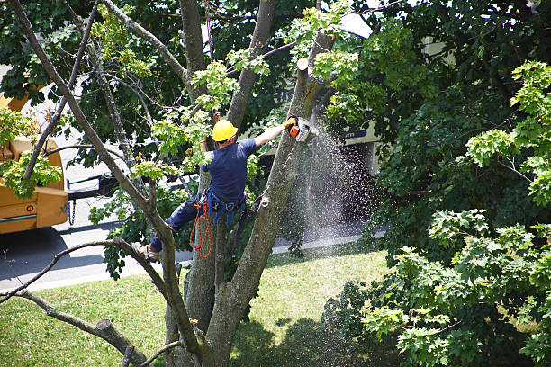 Best Arborist Consultation Services  in Paramount, CA